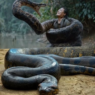 5 películas que exageraron la realidad: estos animales no son tan peligrosos para el humano