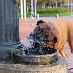 Un adiestrador alerta sobre lo que nunca deberías hacer con tu perro durante el verano: “Muchos sufren”