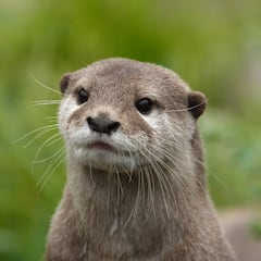 Scientists discover animal species not sighted for 185 years and thought to be extinct: “we can finally confirm it”