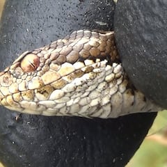 Plantamos este árbol frutal por todo el país y se ha convertido en un imán de serpientes en verano