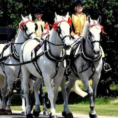 The Windsor Grey, the carriage horse used by the British Royal Family