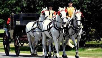 Los Windsor Grey, originarios del reinado de la reina Victoria, son los únicos caballos autorizados para portar los carruajes reales británicos.