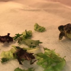 Salvan una tortuga con ingencio y los ejes y ruedas de un fingerboard