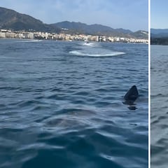 Avistan un tiburón peregrino nunca antes visto en la costa de Marbella: da pánico verlo