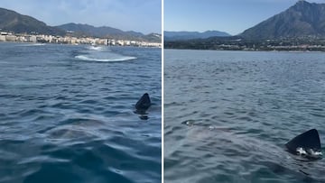 Avistan un tiburón peregrino nunca antes visto en la costa de Marbella: da pánico verlo