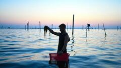 Fabio Pezzolati, 25, cleans the water from algae while harvesting clams on the lagoon of Goro, about 100 km south of Venice, on the early morning of July 25, 2022. - The recent drought has increased the salinity of the lagoon's waters, favouring the proliferation of algaes that absorb oxygen putting at risk the life of clams and mussels. (Photo by Piero CRUCIATTI / AFP) (Photo by PIERO CRUCIATTI/AFP via Getty Images)