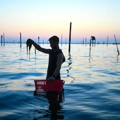 Algas asiáticas: las especies invasoras que atacan las playas españolas