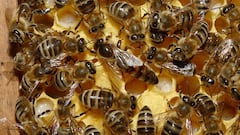 Hallan por primera vez en Europa una colonia invasora de abejas enanas rojas