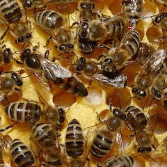 Hallan por primera vez en Europa una colonia invasora de abejas enanas rojas
