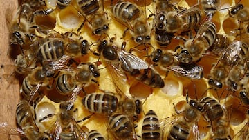 Hallan por primera vez en Europa una colonia invasora de abejas enanas rojas