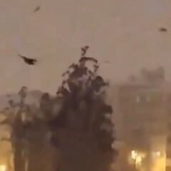 El raro comportamiento de los pájaros antes del terremoto