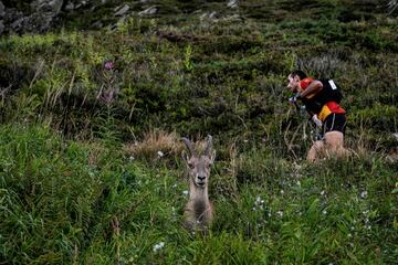 Un corredor pasa junto a un cabra montesa durante la carrera de 170 km Mount Blanc Ultra Trail (UTMB) alrededor del Mont-Blanc, cruzando Francia, Italia y Suiza, el 31 de agosto de 2019 en el Tete aux Vents cerca de Chamonix.