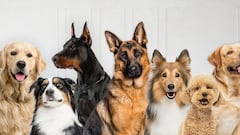 Juan Cervantes, adiestrador canino: “Un perro que muerde no es un problema: es el que hace esto”