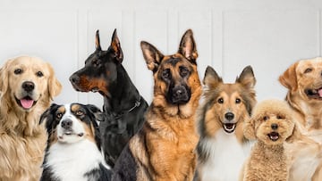 In a video shared on his social media, canine educator Juan Cervantes explains how to teach a dog to let go of an object it is holding in its mouth.