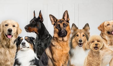 Día Mundial del Perro 2025: origen, significado y por qué se celebra el 21 de julio