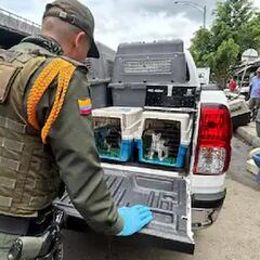 Qué dice la ley en Colombia sobre la venta de animales vivos y que pasará con el comercio en la Plaza Minorista de Medellín