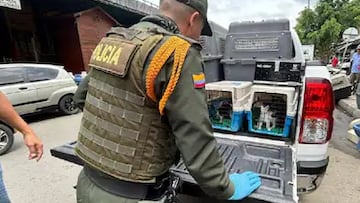 Qué dice la ley en Colombia sobre la venta de animales vivos y que pasará con el comercio en la Plaza Minorista de Medellín