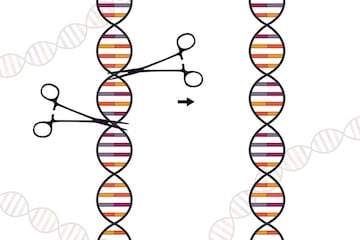 crispr tijeras adn