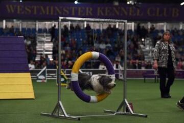 Westminster Kennel Club Masters Campeonato de Agility