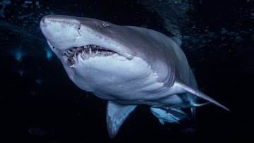 Tibur&oacute;n toro
 VICENTE RENOVELL
   (Foto de ARCHIVO)
 21/02/2019