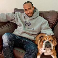 Lewis Hamilton podría enfrentarse a la justicia por hacer vegano a su perro