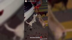 Jugador de Rayados sale a alimentar a perros de la calle