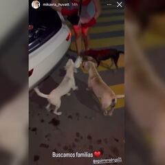 Jugador de Rayados sale a alimentar a perros de la calle