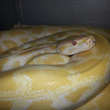 Los 10 animales más caros del mundo