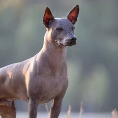 Día de Muertos 2022: Cuál es la misión, origen y significado del perro Xoloitzcuintle