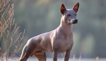 Día de Muertos 2022: Cuál es la misión, origen y significado del perro Xoloitzcuintle