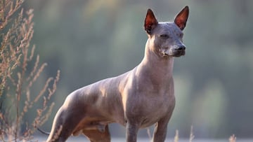 Día de Muertos 2022: Cuál es la misión, origen y significado del perro Xoloitzcuintle