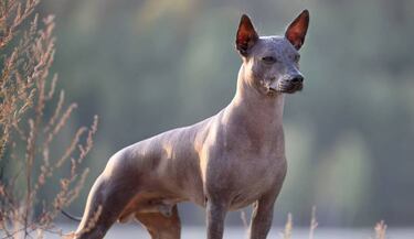 Conoce la leyenda del perro Xoloitzcuintle y por qué está relacionado con el Día de los Muertos