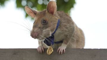 (FILES) This file undated handout photo released by UK veterinary charity PDSA on September 25, 2020 shows Magawa, an African giant pouched rat, wearing his gold medal received from PDSA for his work in detecting landmines, in Siem Reap. - A giant African