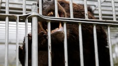 Japón tiene un problema con los osos y es difícil de solucionar: el país lo considera una emergencia nacional