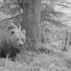 El oso que atacó a una mujer en Asturias es probablemente un macho en celo