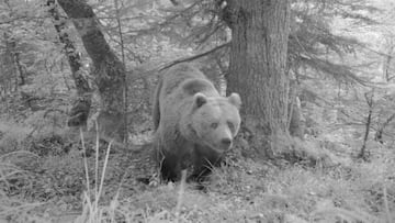 El oso que atac¨® a una mujer en Asturias es probablemente un macho en celo