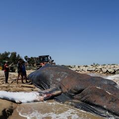 Muere una ballena de 25 toneladas en la costa de Valencia