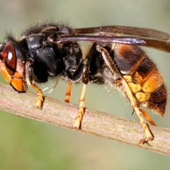 Muere un hombre de 53 años en Pontevedra por una picadura de insecto