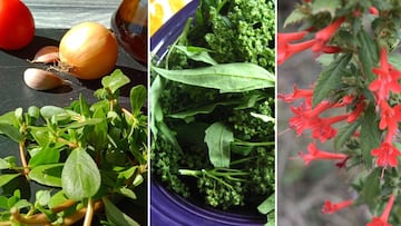 Conoce cuáles son las 3 plantas mexicanas y medicinales que te ayudarán a eliminar el colesterol y prevenir la diabetes.