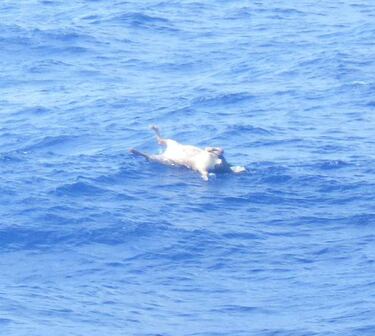 Un tif車n hunde en Jap車n un barco con 43 tripulantes y 5.800 vacas
