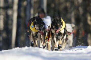 Después del acto ceremonial, ayer comenzó la primera etapa de la carrera de trineos con perros en Willow, Alaska. El viaje será de un total de 1.609 kilómetros.