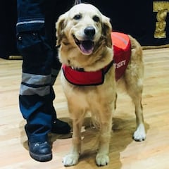 Fallece Nalah, perrita rescatista en el sismo del 19-S en México