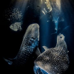 Tres españoles ganan los premios de fotografía submarina 2022