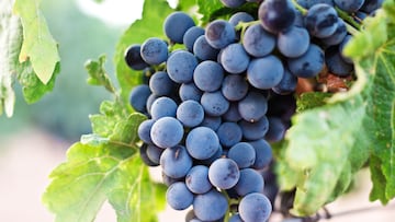 Propiedades del resveratrol