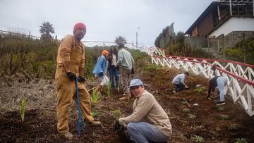 El proyecto ecológico que busca restaurar parte del borde costero en Pichilemu