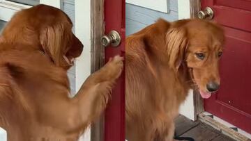 El Golden Retriever que ha conmovido a las redes sociales por su reacción al no poder entrar en una casa de juguete: “Le cerraron la puerta”