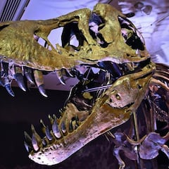 La millonaria venta del esqueleto del Tyrannosaurus Rex