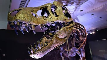 (FILES) In this file photo ta Tyrannosaurus rex (T-Rex) skeleton, named STAN is on display during a press preview at Christie&#039;s Rockefeller Center on September 15, 2020 in New York City. - One of the most complete specimens of a T-Rex fossil in the w