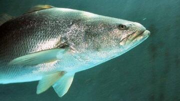 Totoaba, el pez mexicano que puede llegar a costar 60.000 euros el kilo.