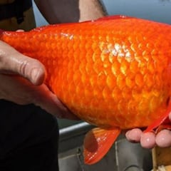 Los peces que darían positivo en un control del alcoholemia